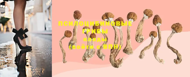 где продают наркотики  Петушки  Галлюциногенные грибы MAGIC MUSHROOMS 